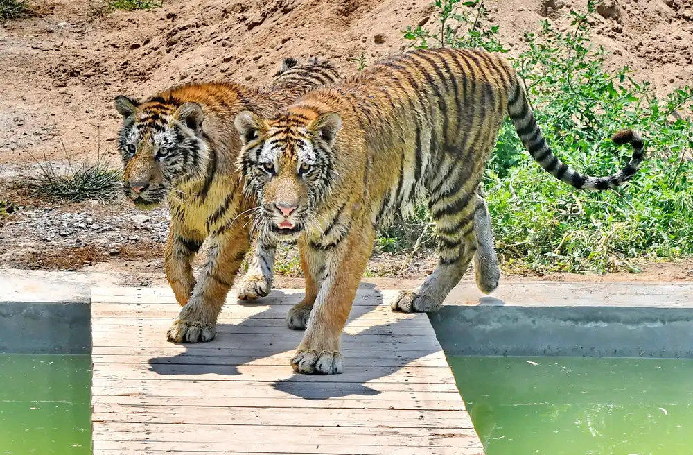 Hotels near Zhonghua Tiger Park