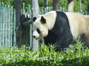 Yabuli Panda House