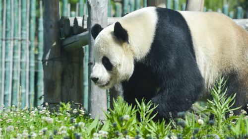 Yabuli Panda House