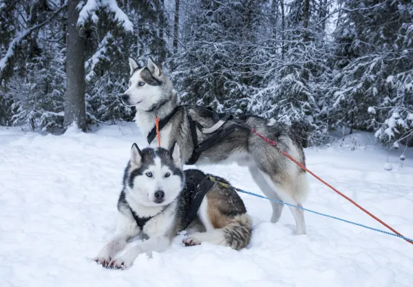 Ryanair Flights to Rovaniemi