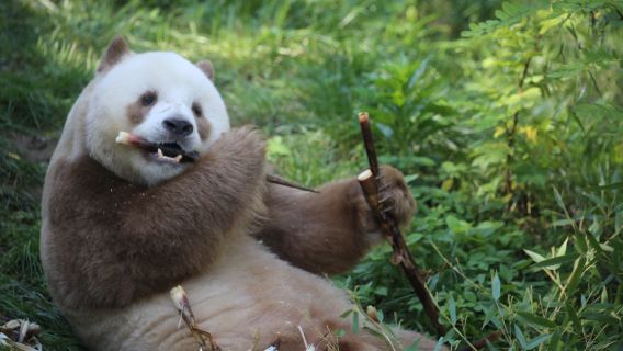 Family-Friendly Private Xi'an Tour: Qinling Four Rare Animals Park & Ancient City Wall