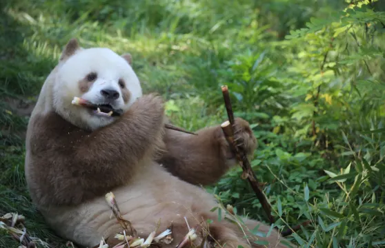 適合家庭的西安私人遊：秦嶺四寶動物園與古城牆