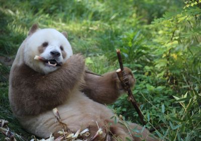 Qinling Four Rare Animals Science Park