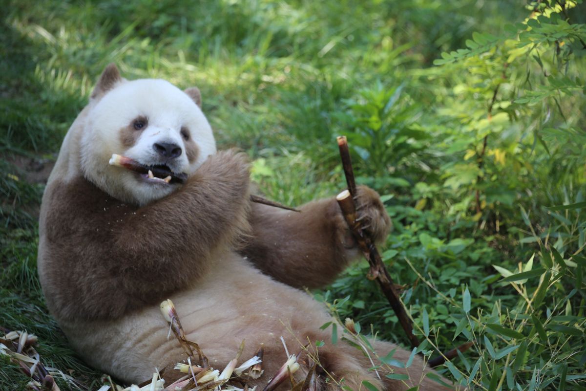 Tour privado en Xi'an para familias: Parque de los Cuatro Animales Raros de Qinling y Muralla Antigua