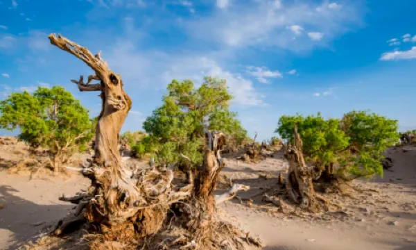 Guide Map of Populus Euphratica Forest Ecological Garden