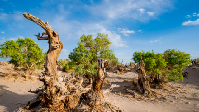 Guide Map of Populus Euphratica Forest Ecological Garden