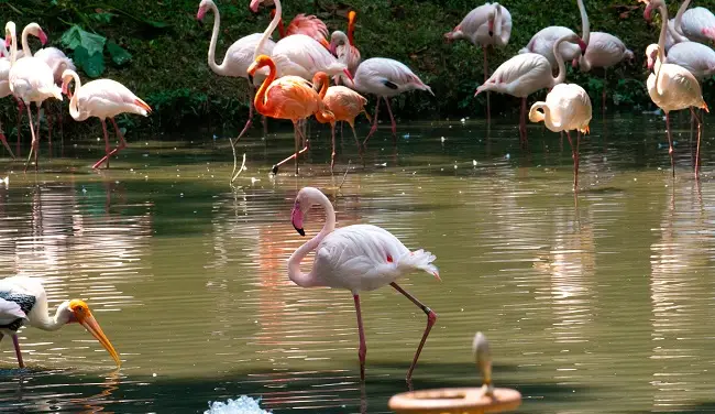 4_馬來西亞國家動物園