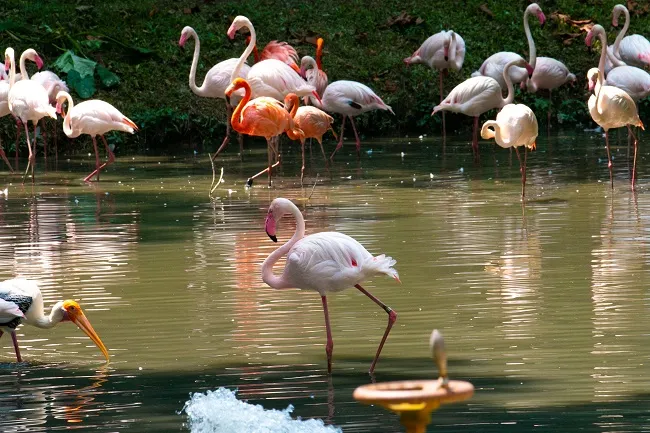 4_สวนสัตว์แห่งชาติมาเลเซีย