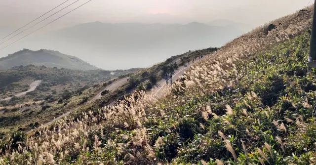 大帽山山徑兩旁的芒草海