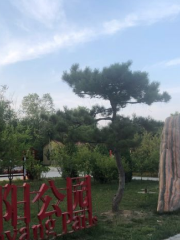 Chenyang Park