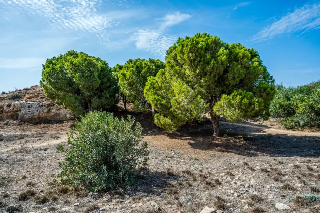 Paphos Promenade周辺のホテル