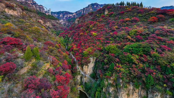 Fall Foliage Sightseeing in Zibo