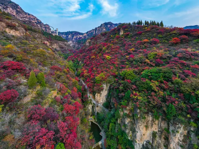 Fall Foliage Sightseeing in Zibo