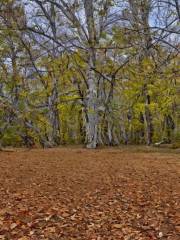 Windy Saddle Park