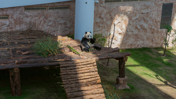 Panda House