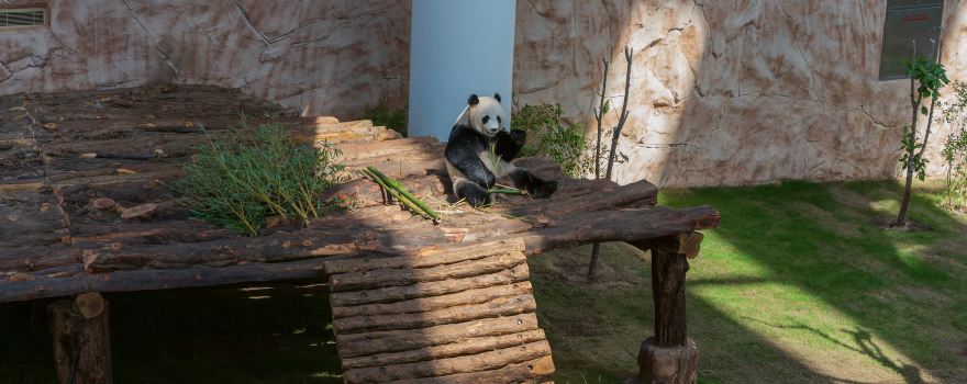 Panda House