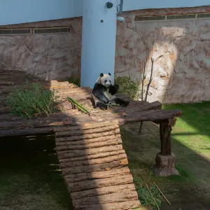 Panda House