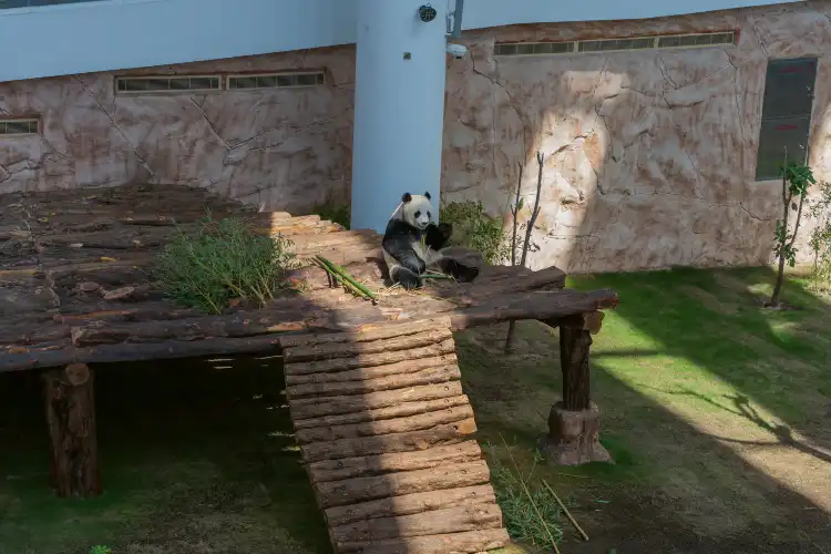 Hotels near Panda House