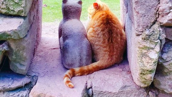 Cochahuasi Animal Sanctuary