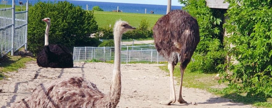 Hofladen Straussenfarm Ostseeblick