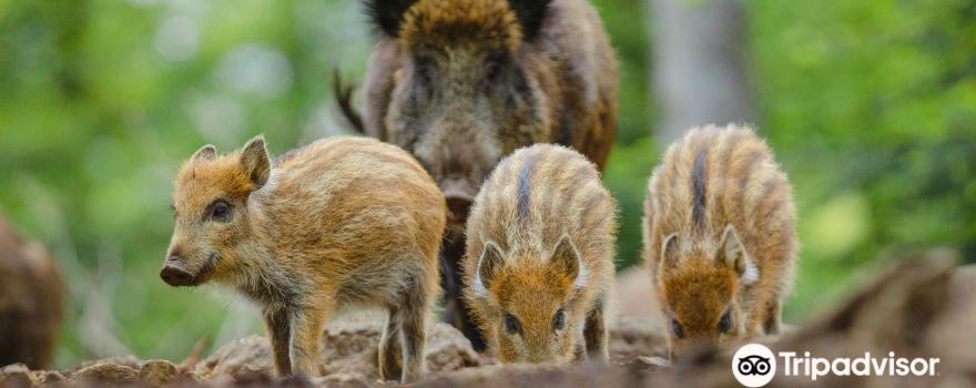 Tier-Freigelände im Nationalparkzentrum Lusen