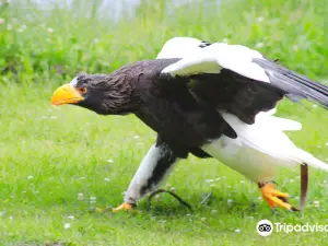 Ørnereservatet - Eagleworld