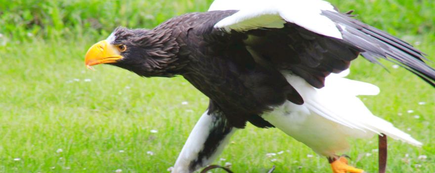 Ørnereservatet - Eagleworld