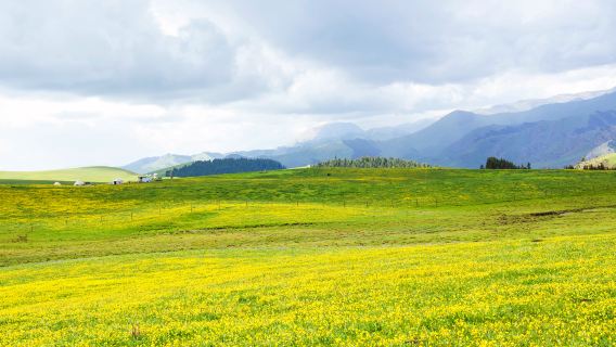Aktas Grassland
