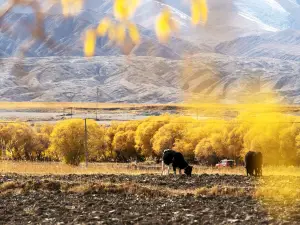 Popular Fall Viewing Attractions in Akto