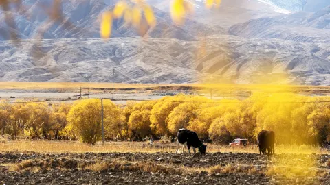 【台付き】カシュガル タクラマカン砂漠 タシュクルガンの石 中国シルクロード 天山南路とタクラマカン砂漠とパミール高原9