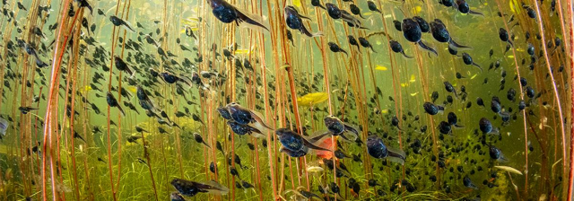 年度野生動物攝影師展 | 皇家BC省博物館
