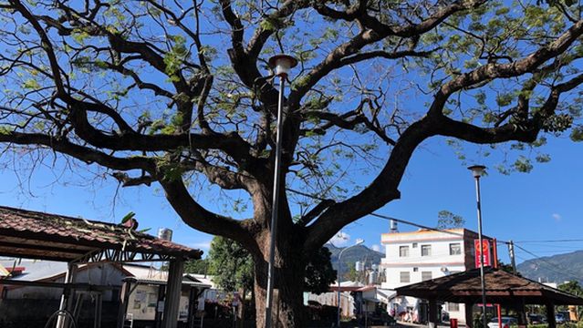 long tian ci ji ku lian shu