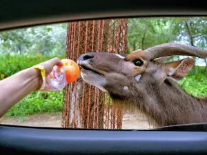Beijing Wildlife Zoo Self-Driving Tour Area