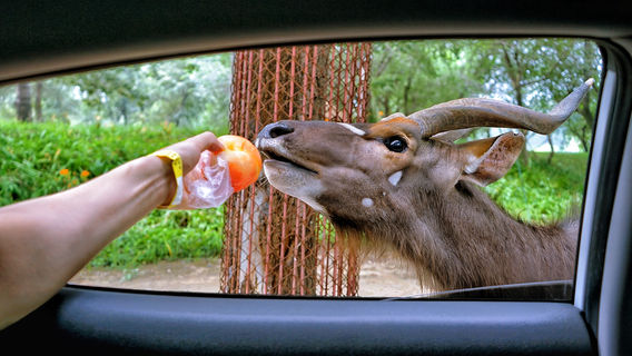 Beijing Wildlife Zoo Self-Driving Tour Area