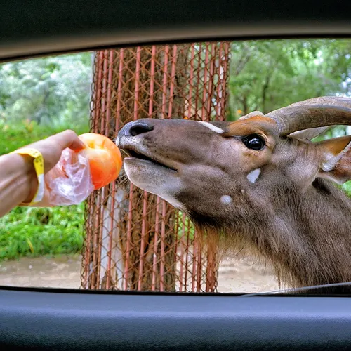 Beijing Wildlife Zoo Self-Driving Tour Area