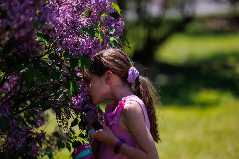 Rochester Lilac Festival | Rochester