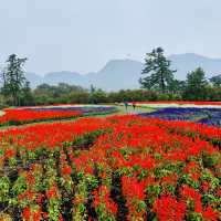 【大分】くじゅう花公園