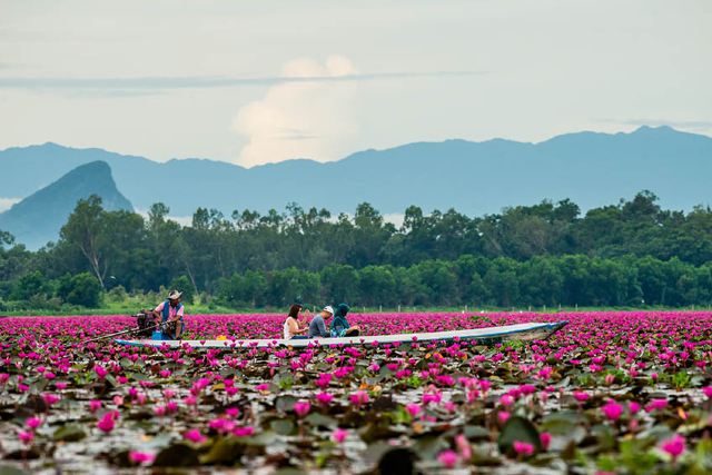 Thale Noi Waterfowl Park