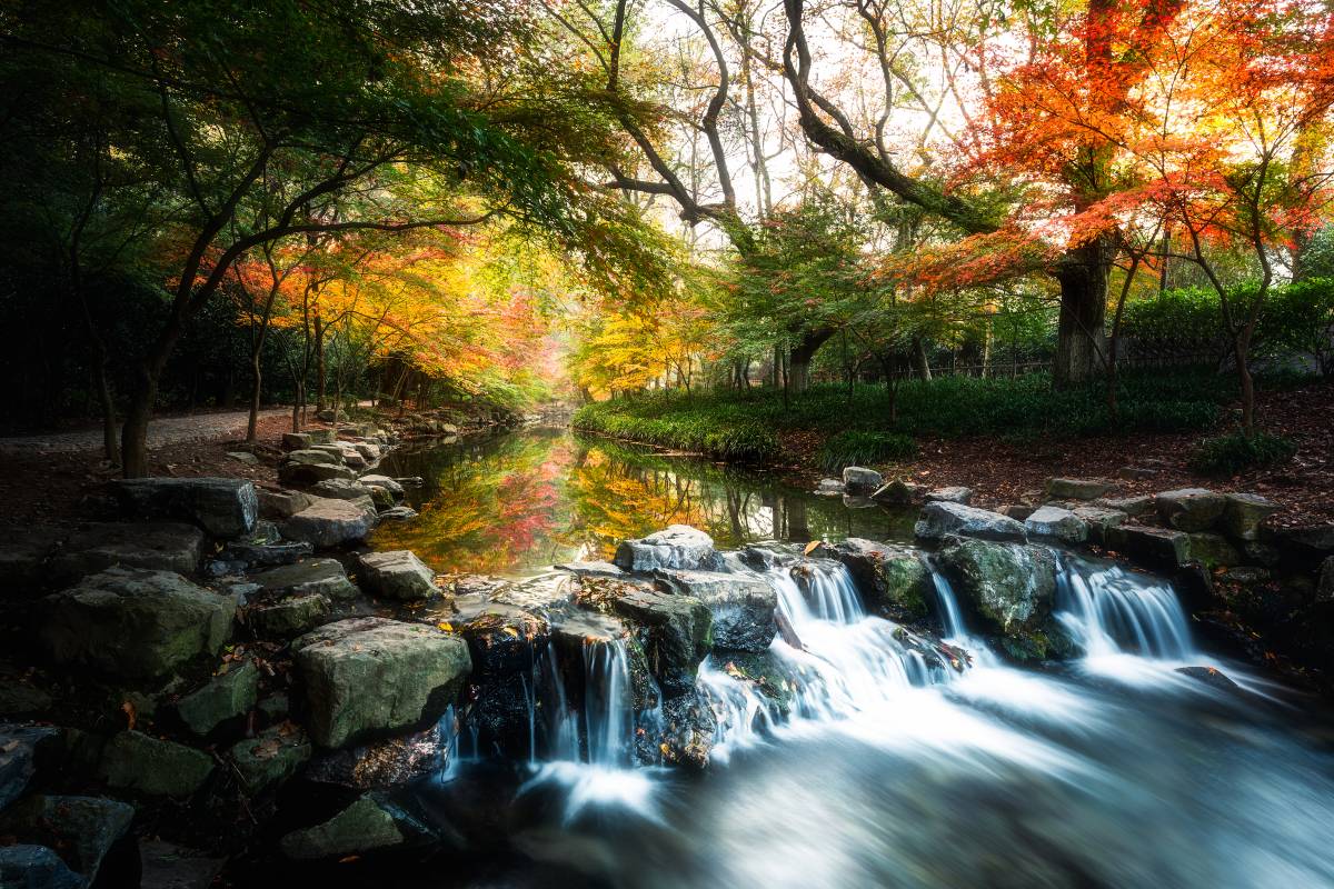 Nine Creeks in the Misty Forest