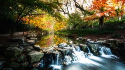 Nine Creeks in the Misty Forest