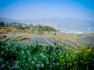 愛春藍梯田