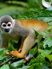 Forêt amazonienne