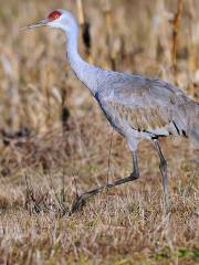 George C. Reifel Migratory Bird Sanctuary