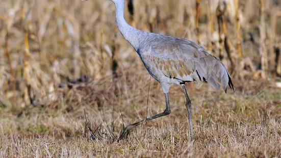 George C. Reifel Migratory Bird Sanctuary