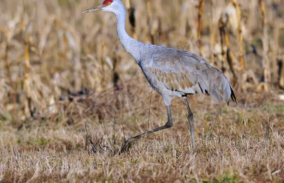 太陽河森林公園門票 + 接駁車票成人