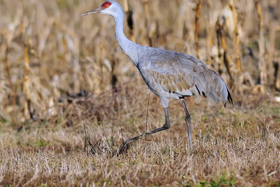 George C. Reifel Migratory Bird Sanctuary