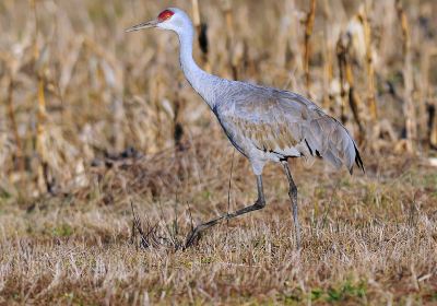 George C. Reifel Bird Sanctuary