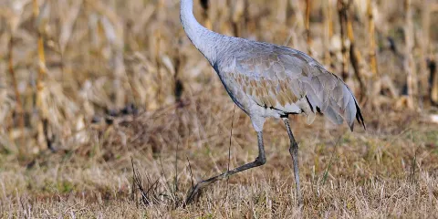 喬治·C·Reifel候鳥保護區