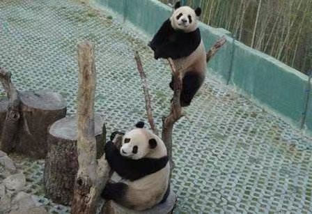 Changyu Dongtian Panda Pavilion