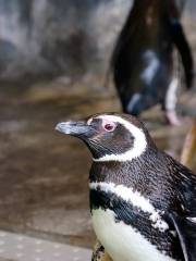 品川水族館